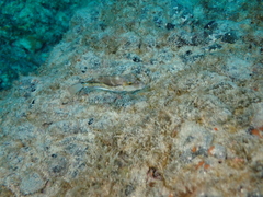 Canthigaster capistrata