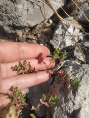 Euphorbia taurinensis