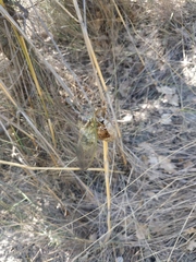 Lyristes plebejus