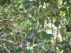 Herpsilochmus atricapillus