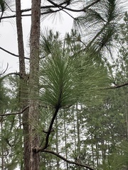 Pinus palustris
