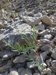 Linaria genistifolia