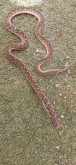 Dasypeltis scabra