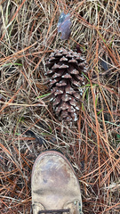 Pinus palustris