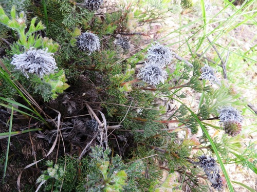 Image of Serruria scoparia by (c) linkie, some rights reserved (CC BY)