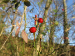 Rosa multiflora