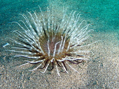 Pachycerianthus solitarius