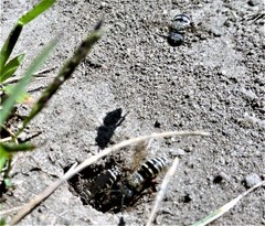 Triepeolus pectoralis