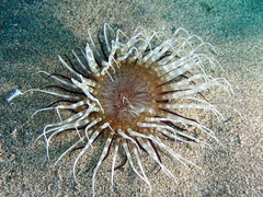 Pachycerianthus solitarius