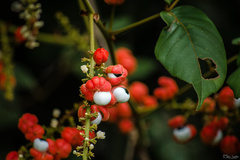 Paullinia meliifolia