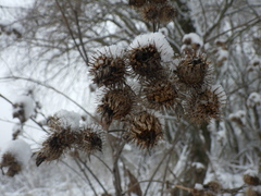 Arctium tomentosum