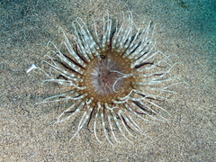 Pachycerianthus solitarius