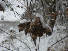 Arctium tomentosum
