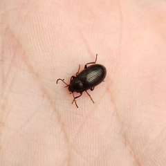 Helopini