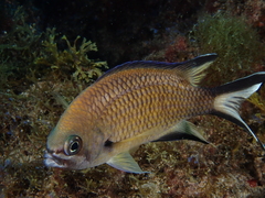 Chromis limbata