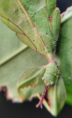 Cryptophyllium chrisangi