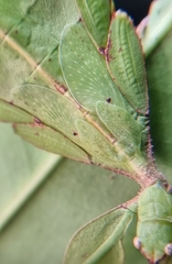 Cryptophyllium chrisangi