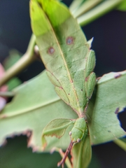 Cryptophyllium chrisangi