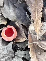 Sarcoscypha coccinea