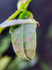 Cryptophyllium chrisangi