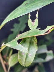 Cryptophyllium chrisangi