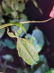 Cryptophyllium chrisangi