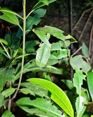 Cryptophyllium chrisangi
