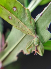 Cryptophyllium chrisangi