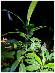 Cryptophyllium chrisangi