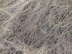 Goniolimon tataricum