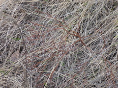 Goniolimon tataricum