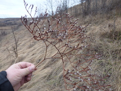 Goniolimon tataricum
