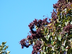 Terminalia paniculata