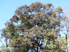 Terminalia paniculata