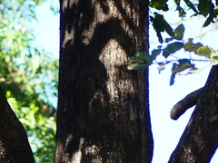 Terminalia paniculata