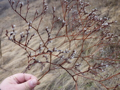 Goniolimon tataricum