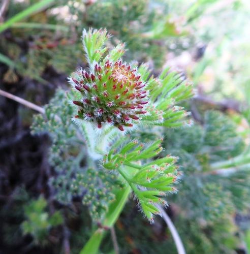 Image of Serruria scoparia by (c) linkie, some rights reserved (CC BY)