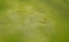 Cnesterodon decemmaculatus