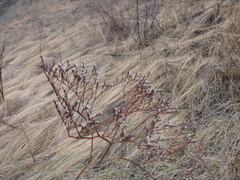 Goniolimon tataricum