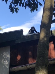 Colobus caudatus