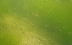 Cnesterodon decemmaculatus