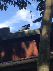 Colobus caudatus