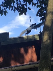 Colobus caudatus