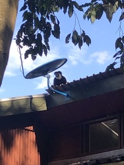 Colobus caudatus