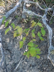 Cornus sanguinea australis