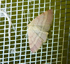Scopula rubiginata