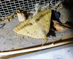 Isturgia arenacearia