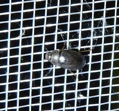 Enochrus