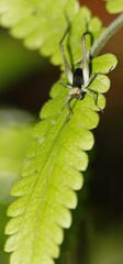 Nisitrus