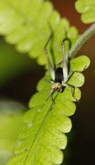 Nisitrus